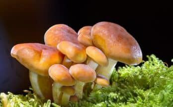 funghi 1556206585 348x215 - Perdere peso con i funghi