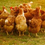 pollo 1556205238 150x150 - La ricotta, un alimento alleato delle diete ipocaloriche
