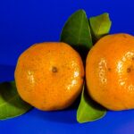 mandarino 1639131782 150x150 - La pianta di pistacchio: dove cresce