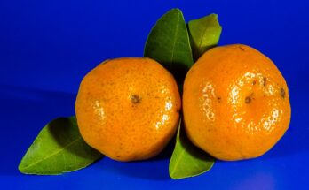 mandarino 1639131782 348x215 - Quante calorie ha un mandarino