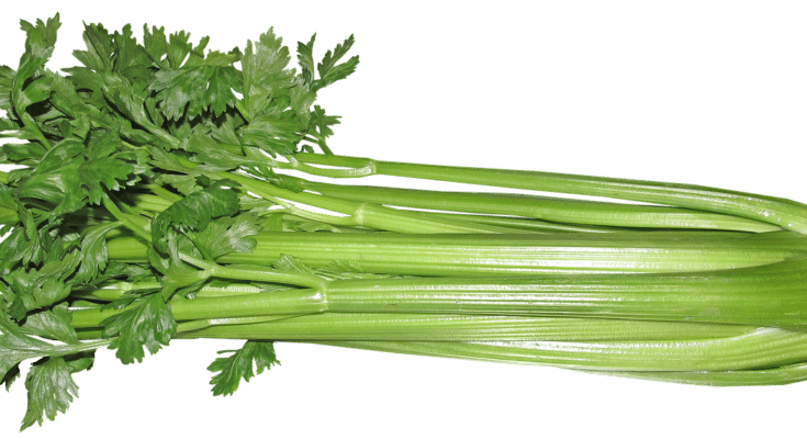 celery 1649860399 735x400 - I diversi modi per cucinare il sedano